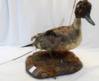 Taxidermy mount of a Northern Pintail duck