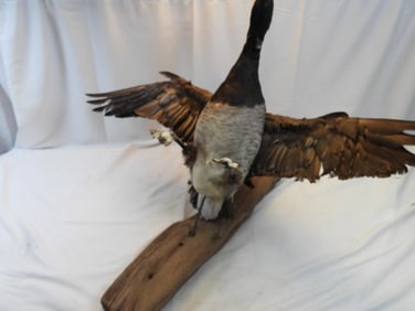 Taxidermy mount of a Canada Goose on wooden base