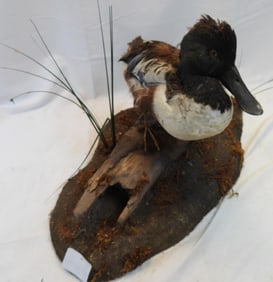 Taxidermy mount of a Northern Shoveler bird on wooden base