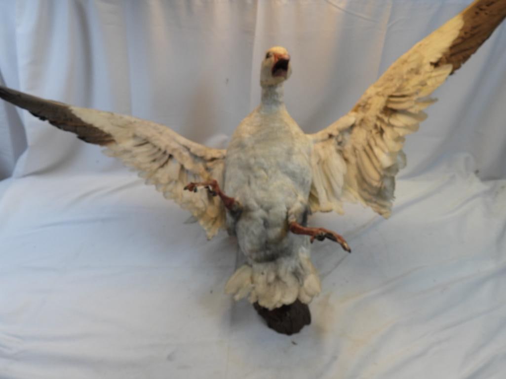 Taxidermy mount of a White Goose: Taxidermy mount of a White Goose, approx. 28" long with wingspan, 37" tall and 17" deep
