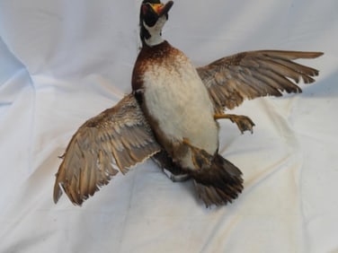 Taxidermy mount of a Wood Duck