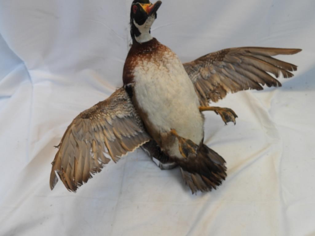 Taxidermy mount of a Wood Duck: Taxidermy mount of a Wood Duck, approx. 13" tall and 15" wide at wings
