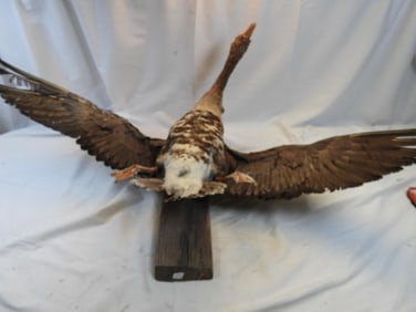 Taxidermy mount of a Greater White-fronted Goose on wood base