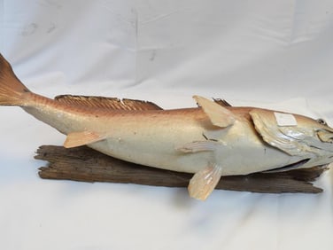Full mount replica of a Red Drum (Redfish) on wood base