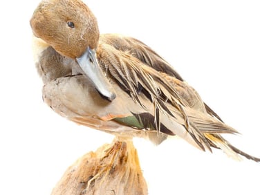Taxidermy Northern Pintail, a type of dabbling duck, on wood
