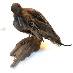 Taxidermy Northern Pintail, a type of dabbling duck, on wood