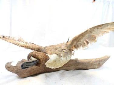 Taxidermy Brown Booby bird on wood base