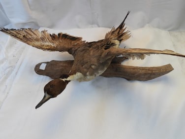 Taxidermy Brown Booby bird on wood base