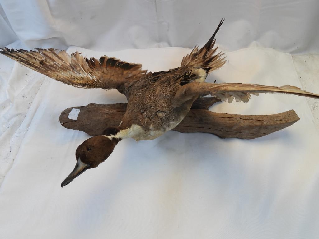 Taxidermy Brown Booby bird on wood base: Taxidermy Brown Booby bird, approx. 23" long and 29" wide at wings, on wood base, approx. 23" long
