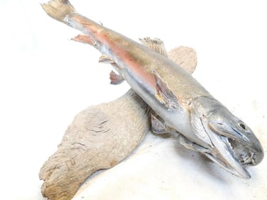 Taxidermy mount of a trout on wood base