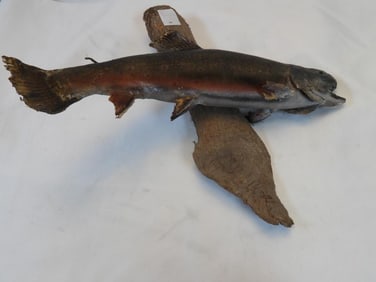 Taxidermy mount of a trout on wood base