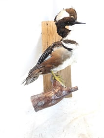 Taxidermy mount of a Hooded Merganser on wood base