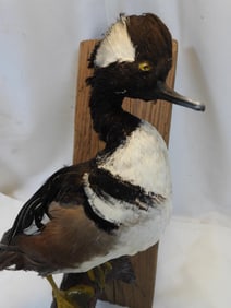 Taxidermy mount of a Hooded Merganser on wood base