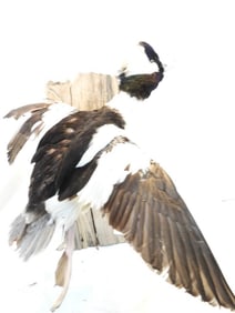 Taxidermy Bufflehead Duck on wood base