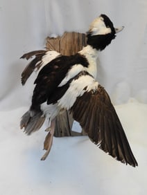 Taxidermy Bufflehead Duck on wood base