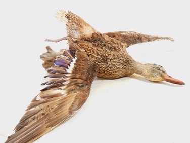Taxidermy mount of a duck on wood base