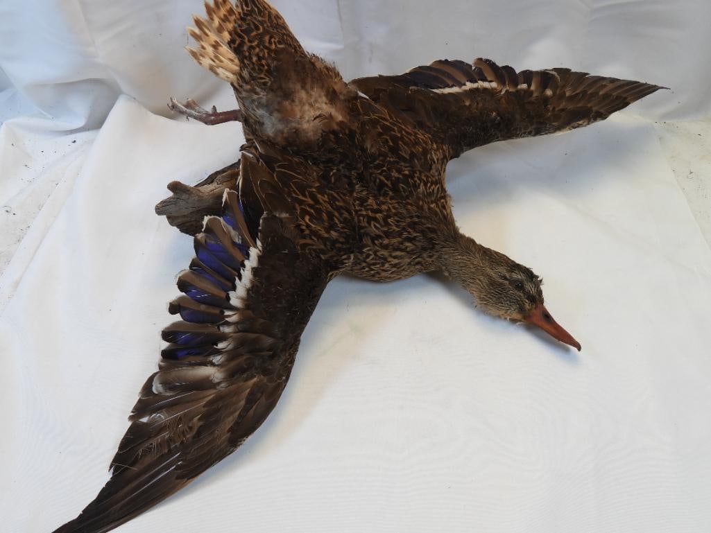 Taxidermy mount of a duck on wood base: Taxidermy mount of a duck, approx. 32" long wing to wing, approx. 21" wide from beak to end of foot, on wood base