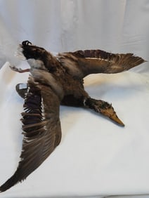 Taxidermy mount of a mallard duck on wood base