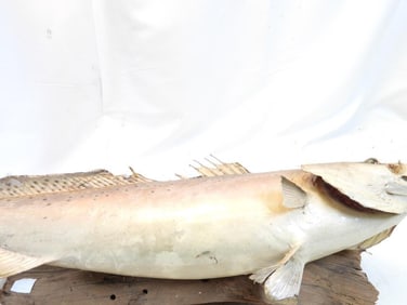 Taxidermy mount of a Prickleback fish on wood base