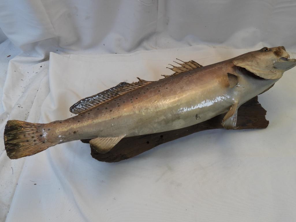 Taxidermy mount of a Prickleback fish on wood base: Taxidermy mount of a Prickleback fish, approx. 25.5" long and 8.5" wide, on wood base