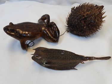 Taxidermy frog and spikey object, honeycomb cowfish