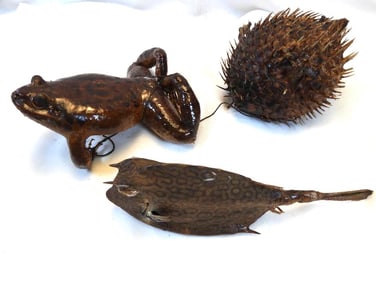 Antique Taxidermy frog, blowfish and honeycomb cowfish