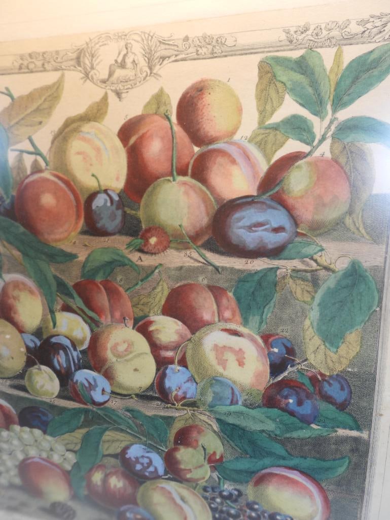 Colonial Williamsburg framed Botanical Anniversary Print, 1732 (1 of 3)