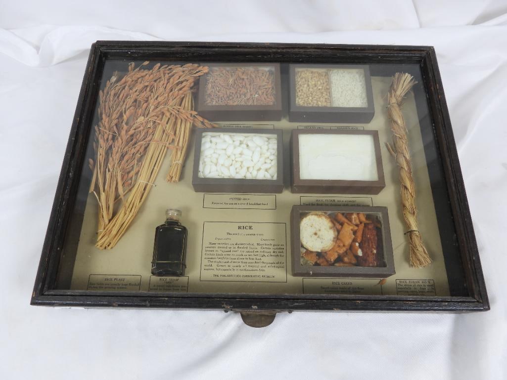 Vintage Philadelphia Museum Rice display: Well maintained display features 10 rice vignettes explaining use, growth, and region of origin