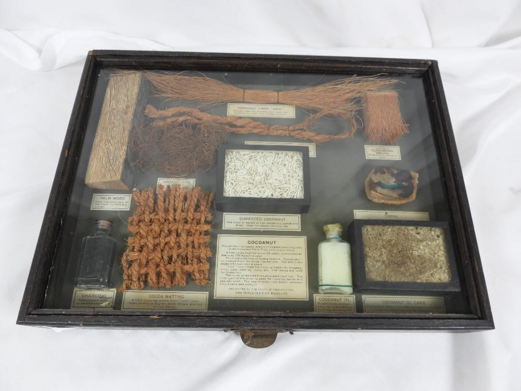 Vintage Philadelphia Museum Coconut display: Like new Coconut display featuring plant material from the tree and coconut, its use, and country of origin