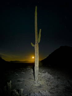 Mark Klett, "Saguaro Lit by Headlamp with Moon": Mark Klett, Tuscon, Arizona. "Saguaro Lit by Headlamp with Moon". Photograph, 2013. The artist has donated all of the proceeds of this sale to the Museum. Klett is among the most accomplished