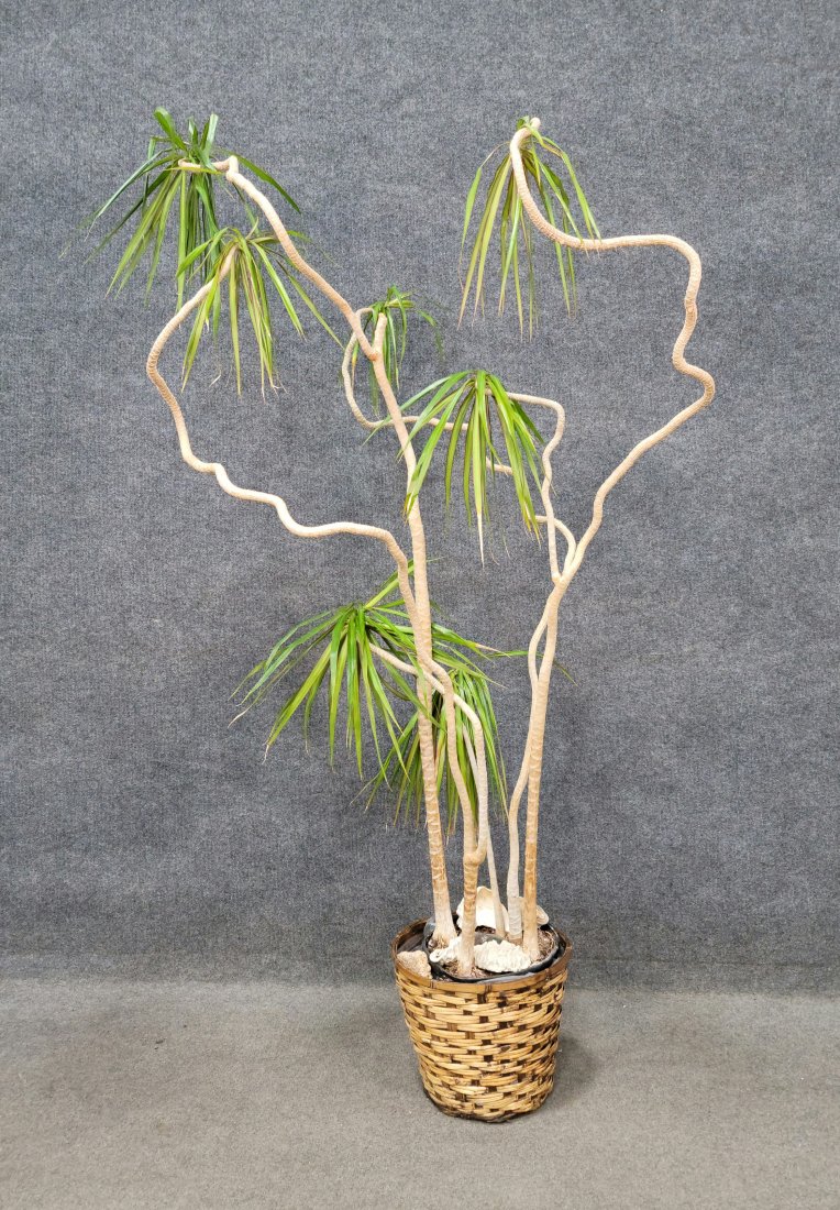 Rare Plant: -