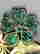 item-111570550=4