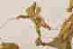 item-129419455=3