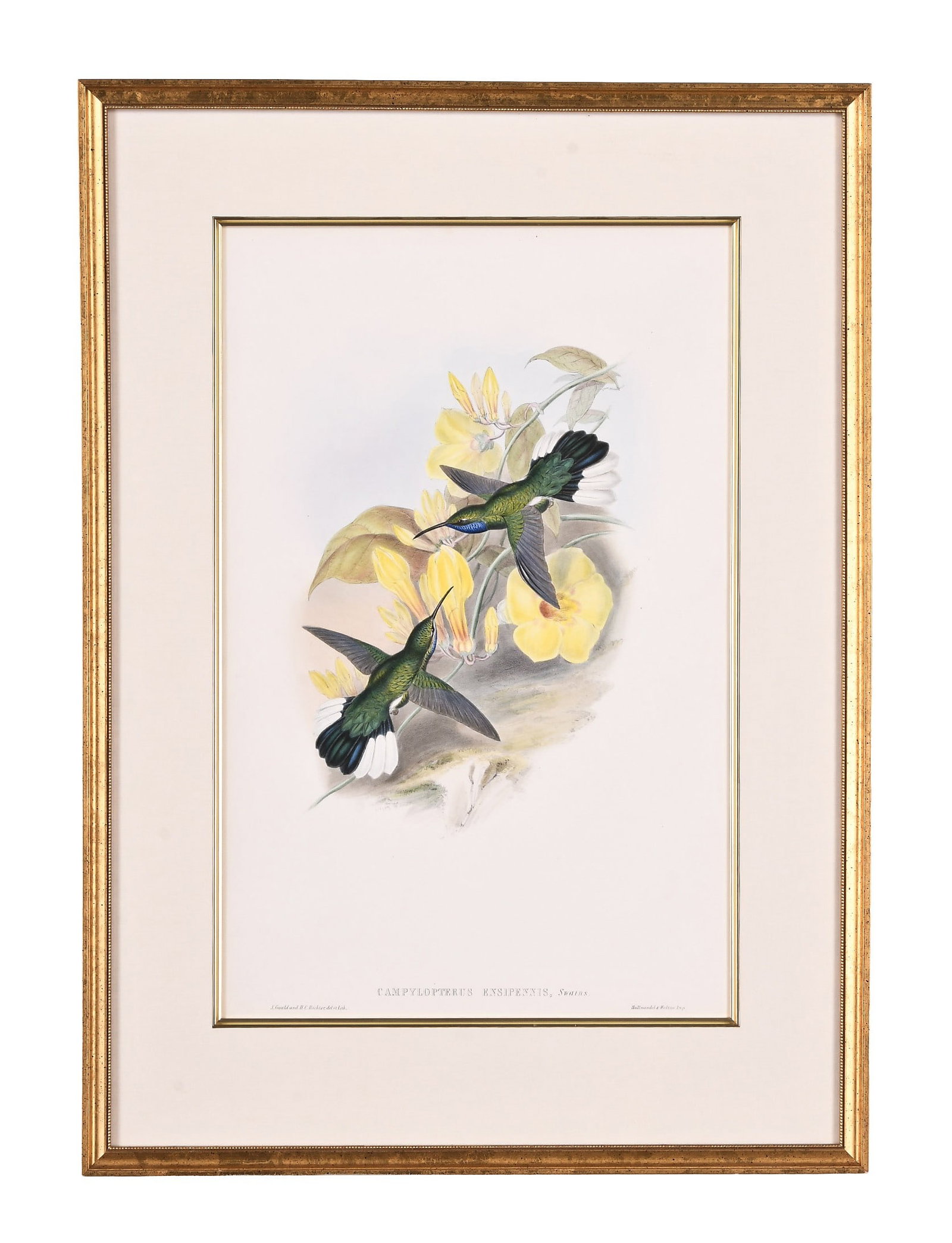 A plate from John Gould's The Family of Hummingbirds with descriptive text (1 of 3)