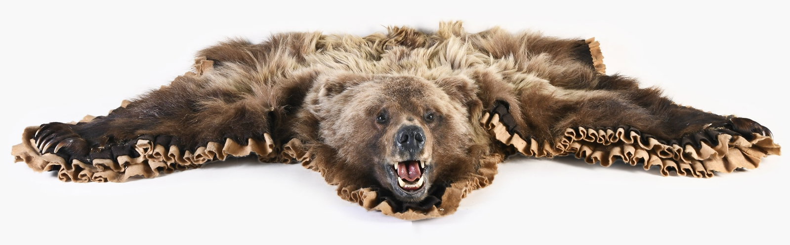 A taxidermy brown bear skin rug: A large taxidermy brown bear with extra long fur of blonde and brown coloration, mounted on a brown and tan felt lining for floor display and / or hanging