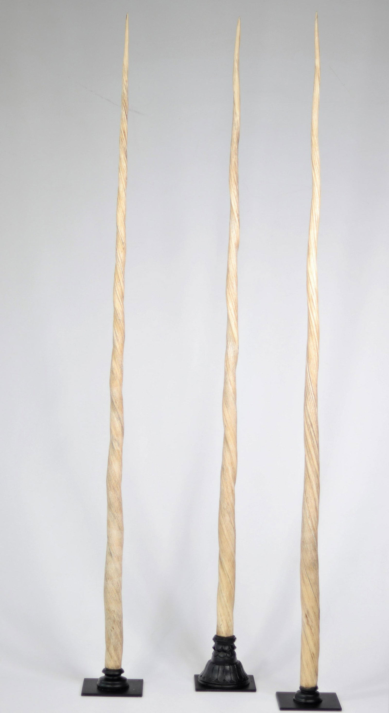 Lot of 3 Narwhal teeth - (Monodon Monoceros) Accompanied by their CITES document (185cm, 193cm,: Lot of 3 Narwal teeth - (Monodon Monoceros) Accompanied by their CITES document bearing the number 2009BE2324/CA - Acquired pre Convention in 1952 - In perfect condition - no restorations - Several co