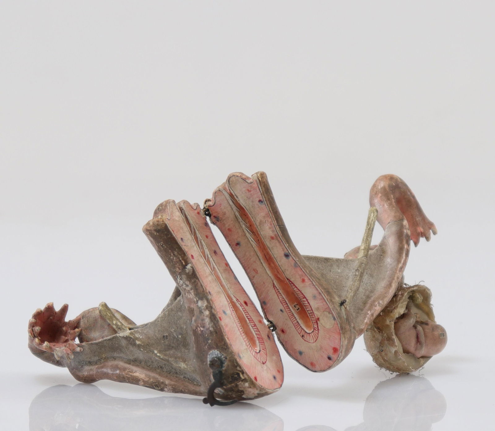 DOCTOR LOUIS AUZOUX (1797-1880) anatomical model internal organs of a 19th century woman: DOCTOR LOUIS AUZOUX (1797-1880) anatomical model internal organs of a 19th century woman - Weight: 75 g - Sizes: H=70mm L=200mm - Condition: At first sight - good condition - no restoration - not repa