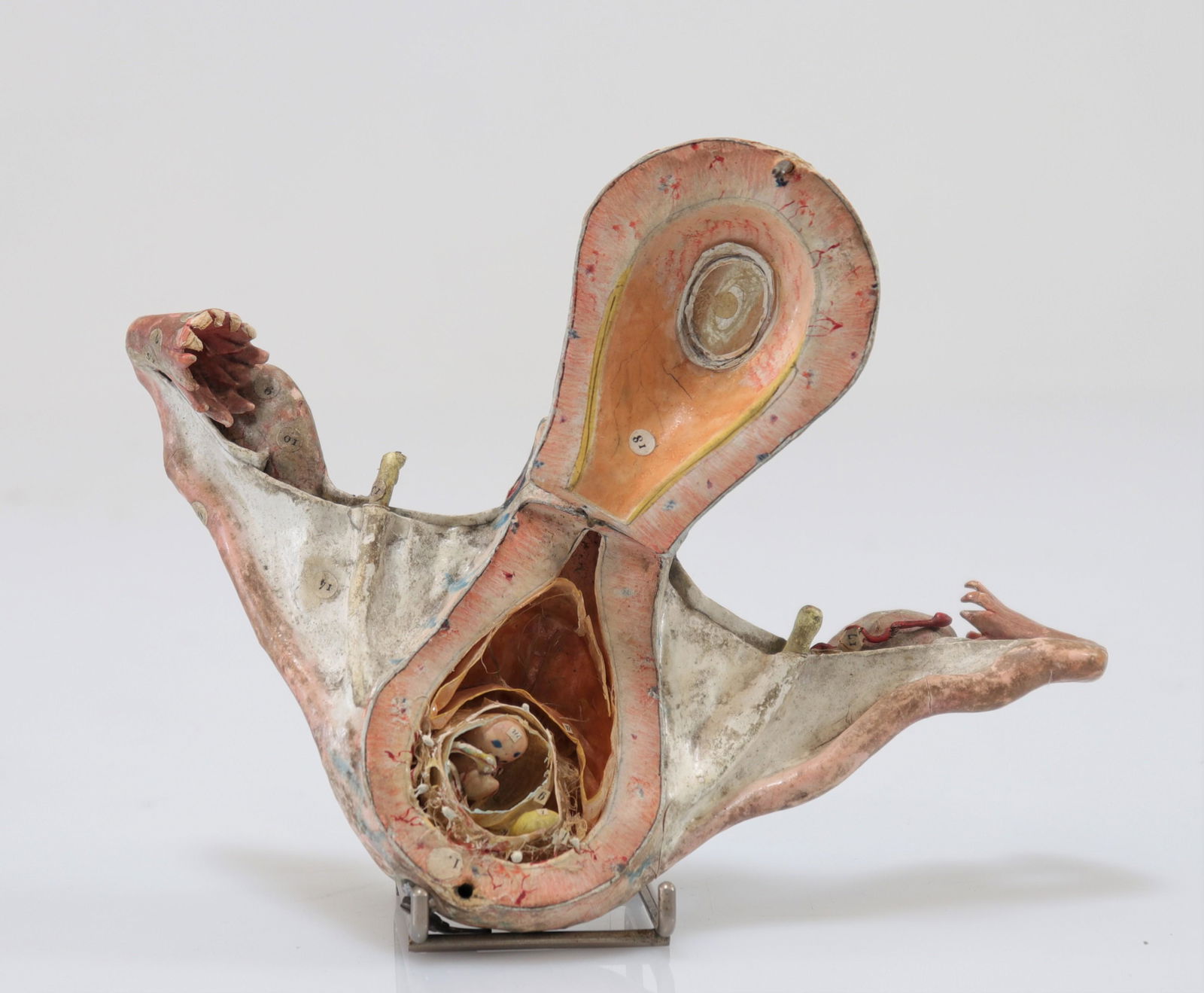 DOCTOR LOUIS AUZOUX (1797-1880) anatomical model internal organs of a 19th century woman: DOCTOR LOUIS AUZOUX (1797-1880) anatomical model internal organs of a 19th century woman - Weight: 80 g - Sizes: H= 85mm L=180mm - Condition: At first sight - good condition - no restoration - not rep