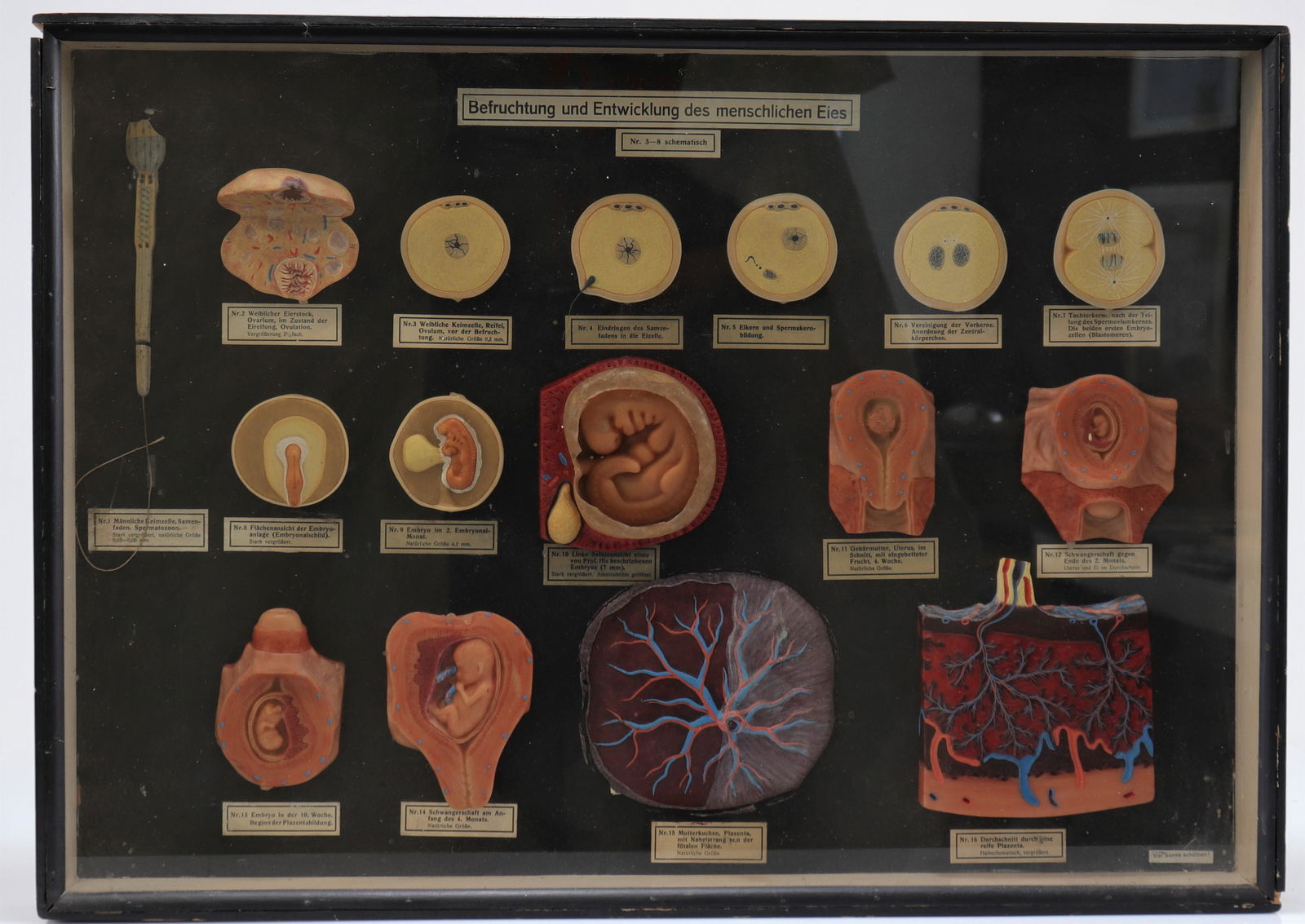 Wax female internal organs anatomical model (1 of 1)