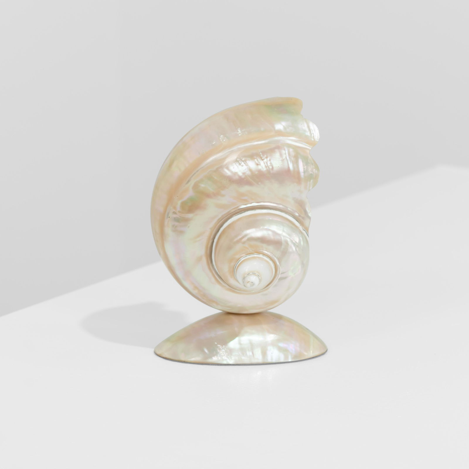 Nautilus Shell Lamp (1 of 3)