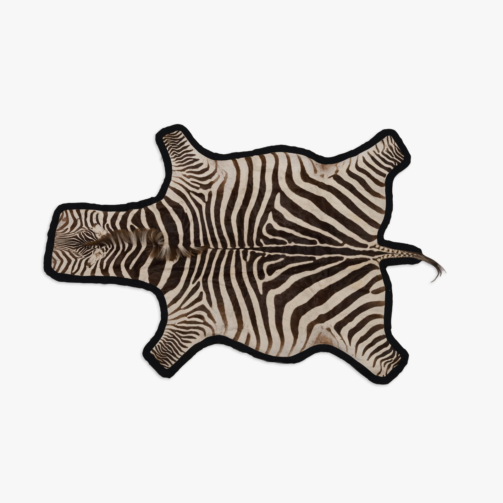 Taxidermy Zebra Rug: A felt lined, taxidermied zebra rug. All measurements are in inches. Height x Width x Depth