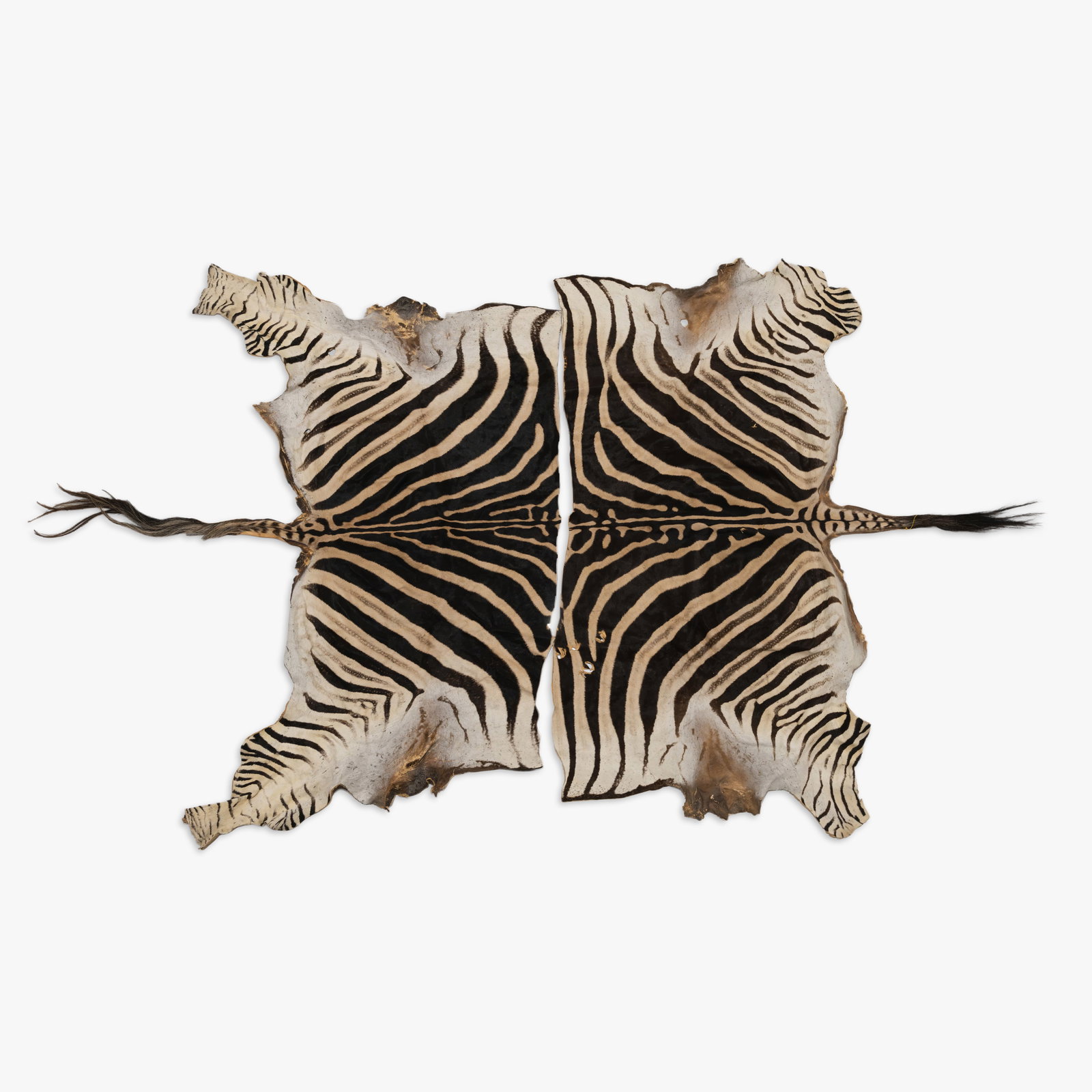 Zebra Rugs (1 of 6)