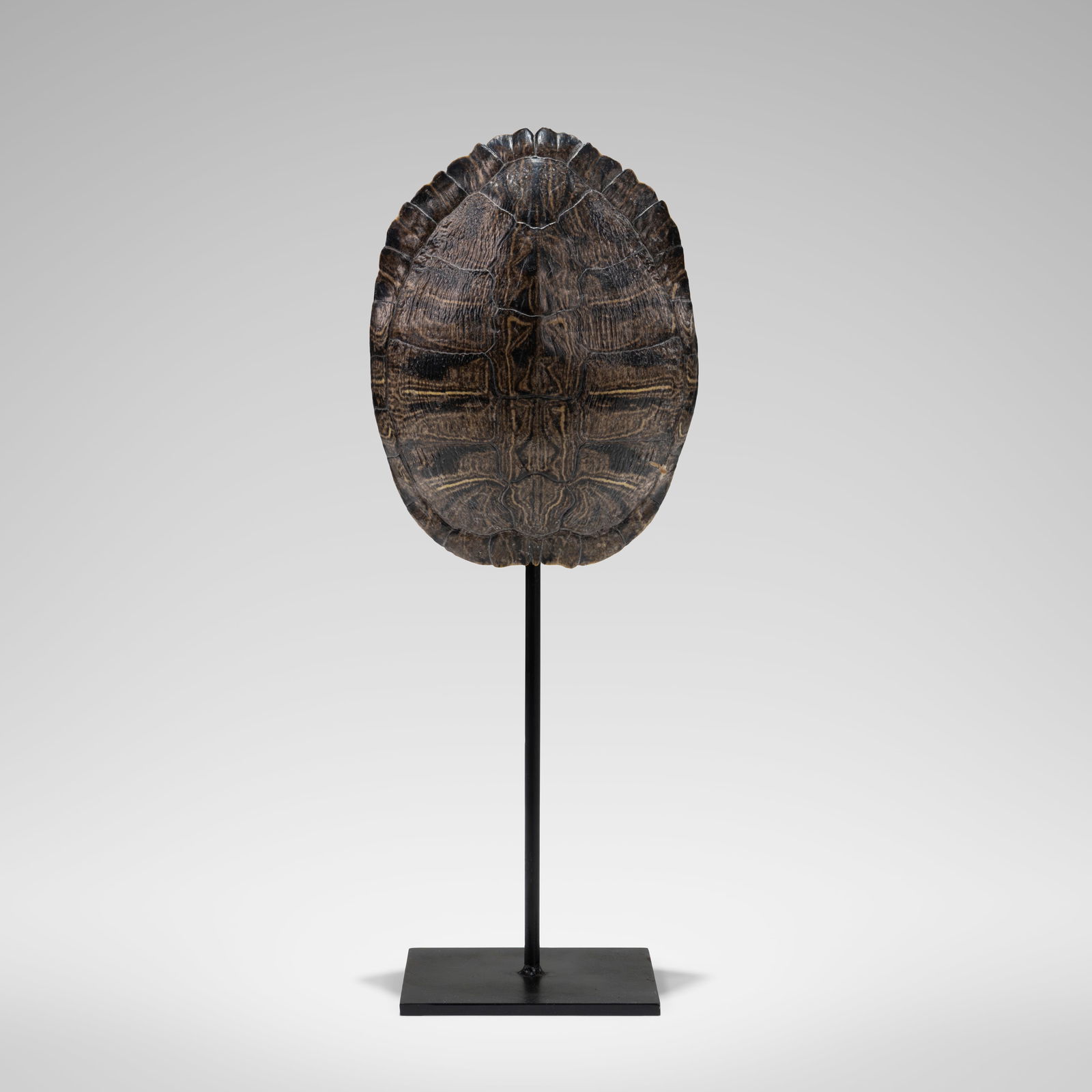 Turtle Shell on Stand (1 of 5)
