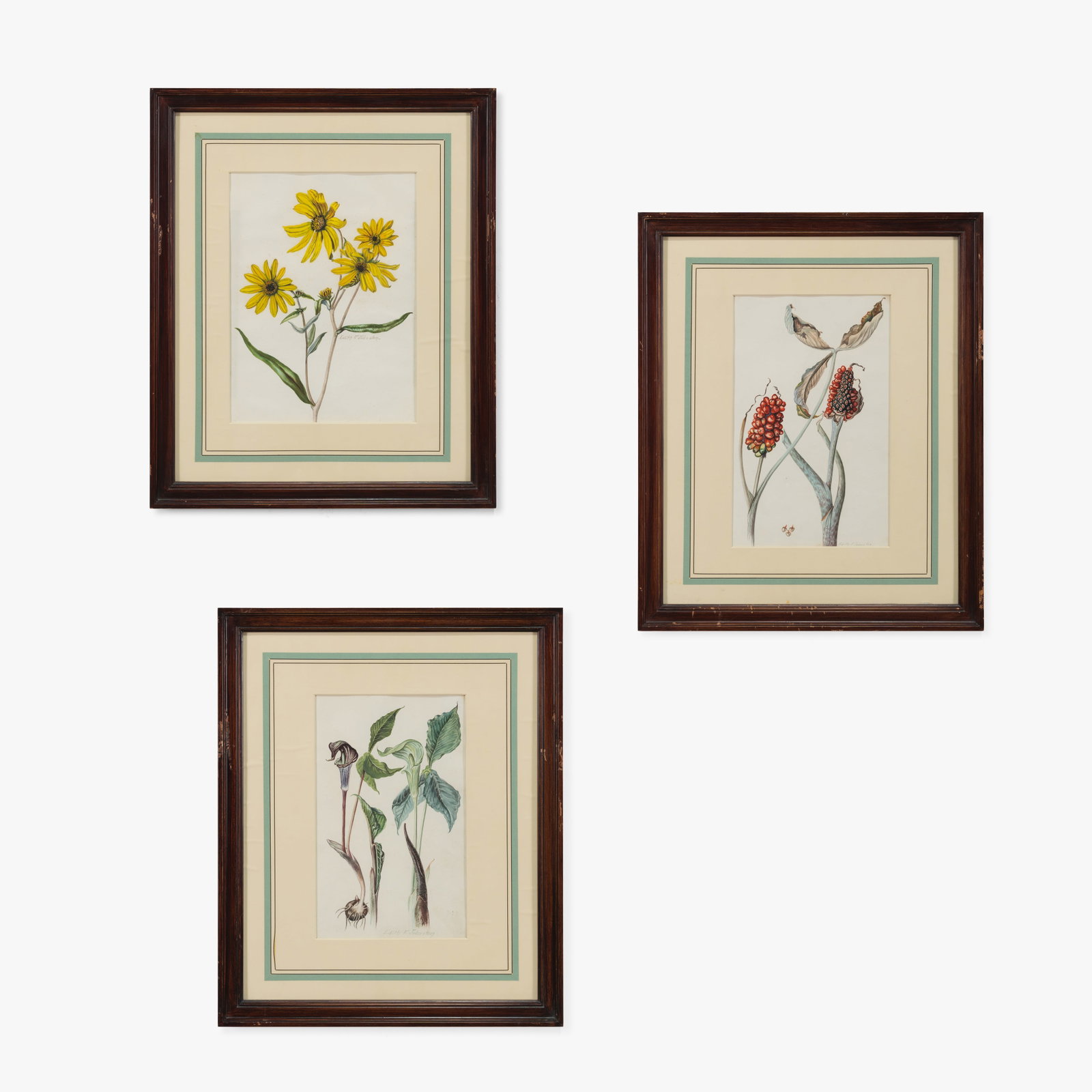 Edith Farrington Johnston - Botanical Watercolors: A set of three botanical watercolors by Edith Farrington Johnston. Each pencil signed. Sight size: 13.25 x 8.75 in. All measurements are in inches. Height x Width x Depth