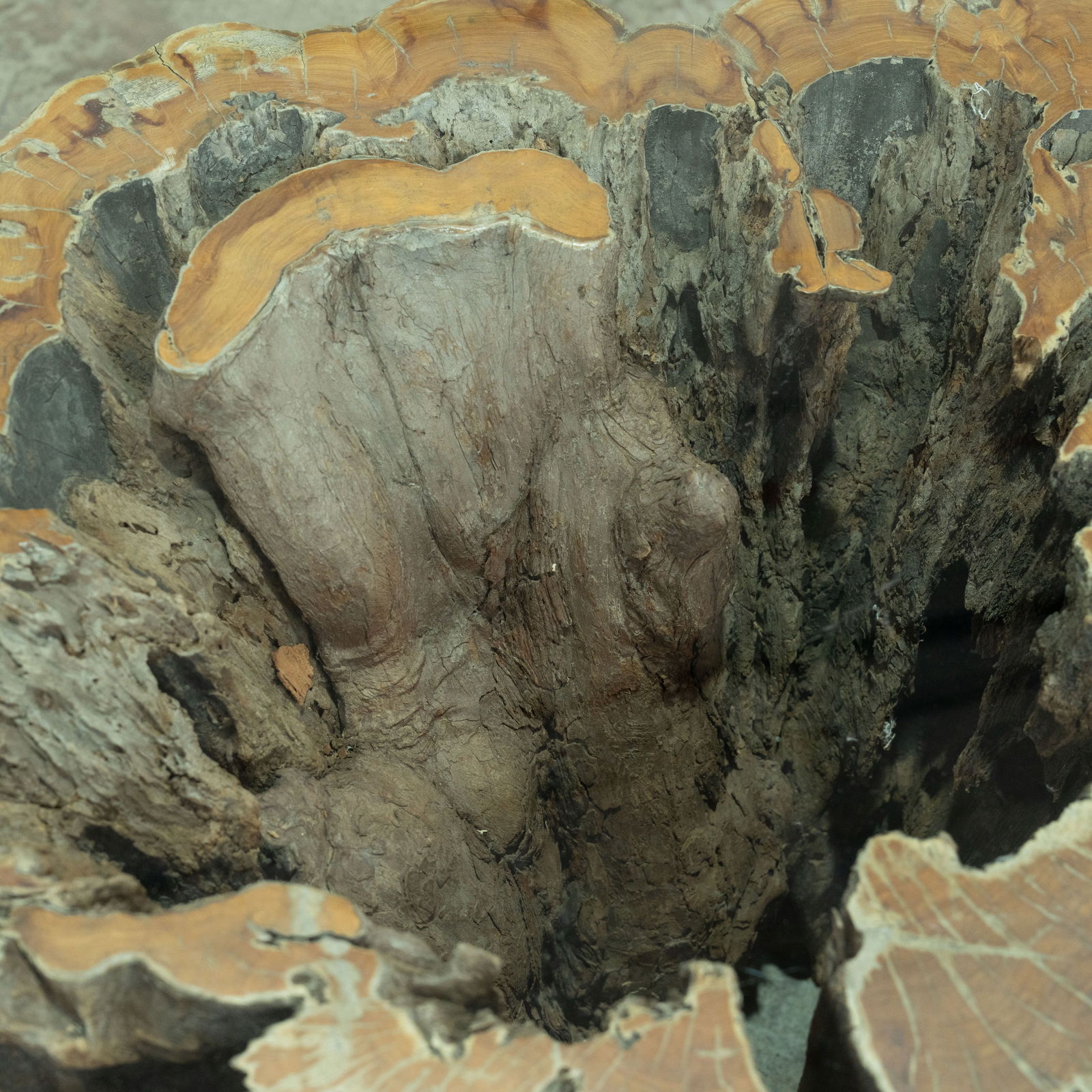 Stump Coffee Table - 4