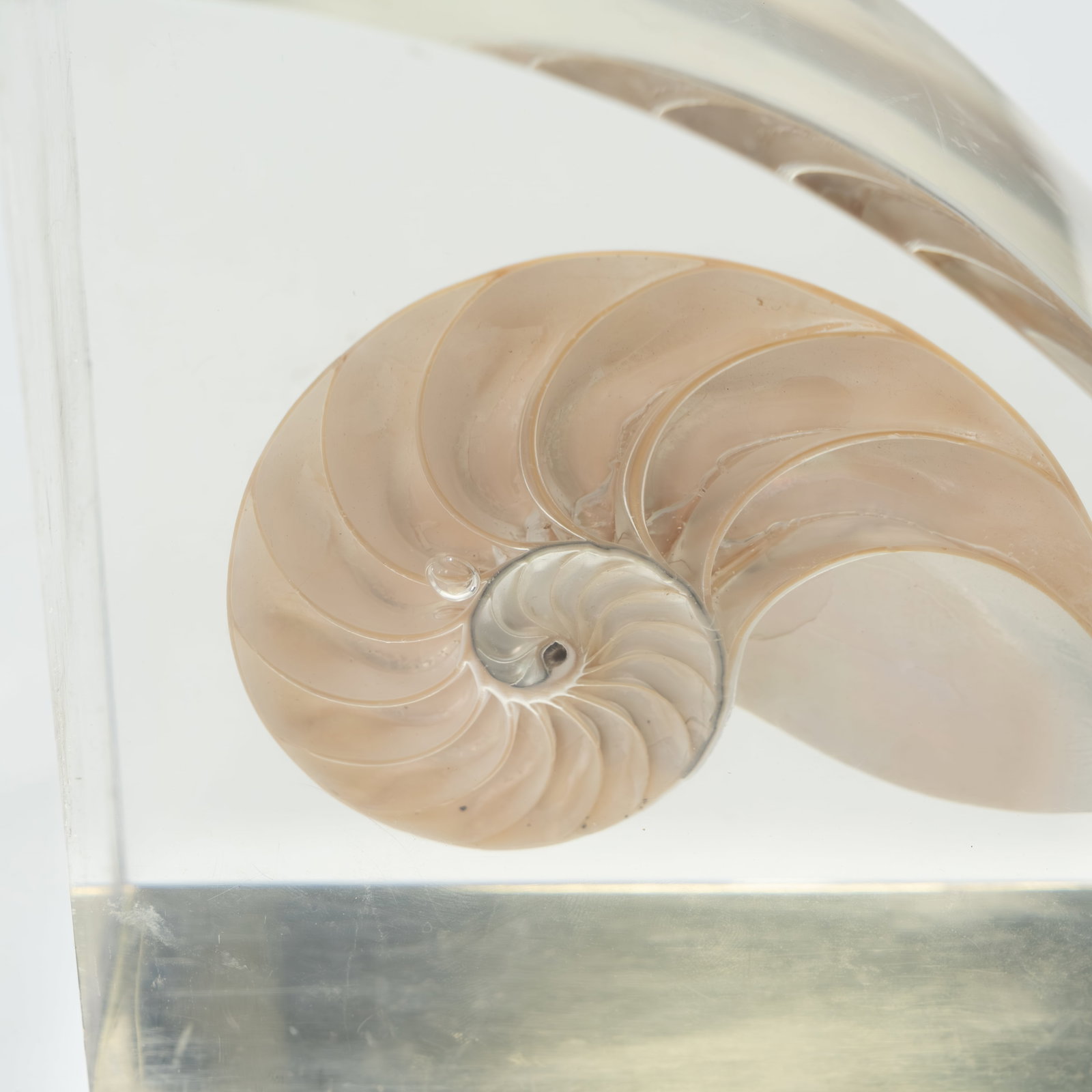 Lucite Shell Bookends - 3