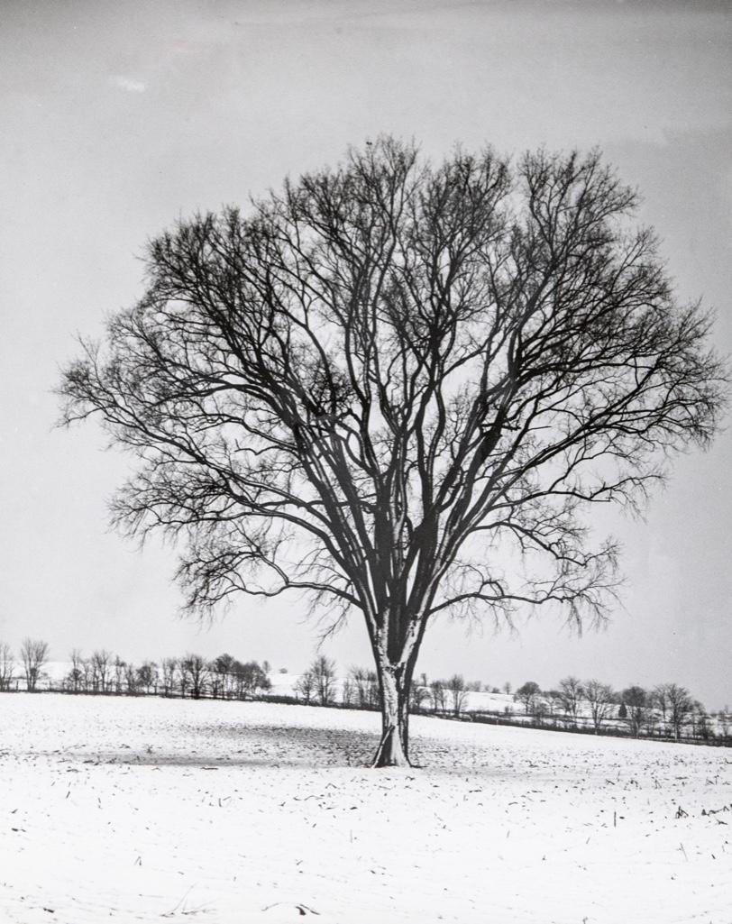 A. Aubrey Bodine Gelatin Silver Print: A. Aubrey Bodine, "Field of Snow" circa 1959, gelatin silver print, signed "A. Aubrey Bodine" lr, photographer stamp on verso, 11 x 14 in., unframed