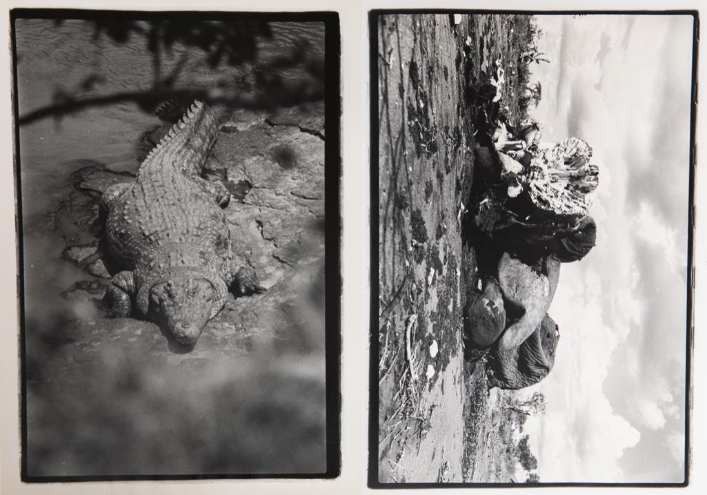 Peter Beard Photographic prints: 2 unsigned Peter Beard proof photographi prints together with a copy of The Book, The End of the Game