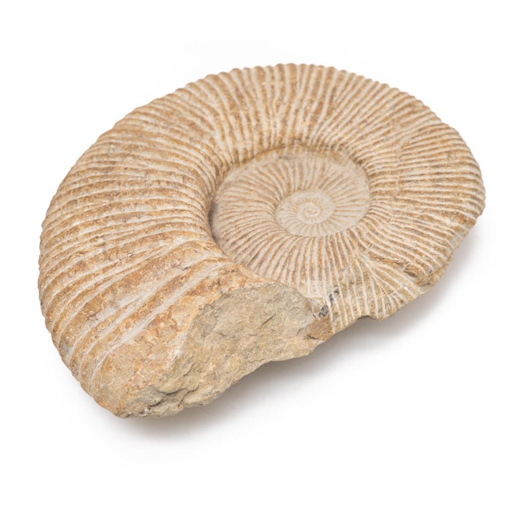 Large 13 inch Ammonite Fossil: Ammonite Morocco Jurassic period Fossil approx. 10"h x 13"w
