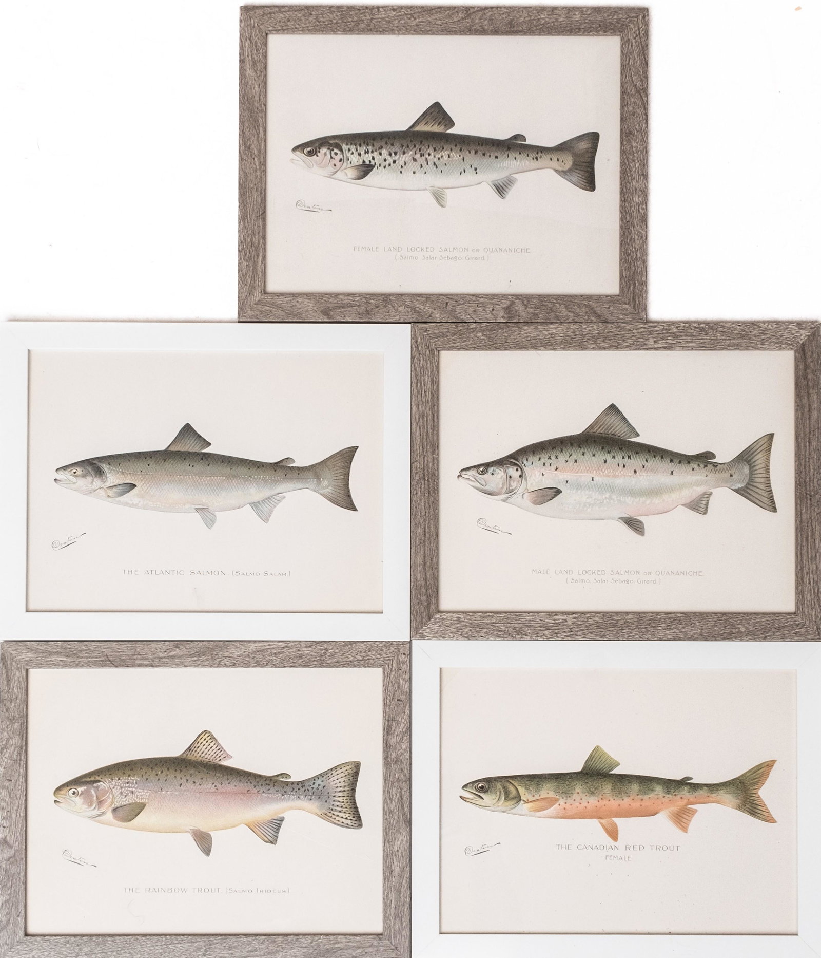 Five Original 1907 Signed Denton Lithographs: Five Original 1907 Signed Denton LithographsSet of 5 Original 1907 Signed Denton Lithographs. Sherman Foote Denton (1856-1937) is best known for the nature drawings that he was commissioned to illustr